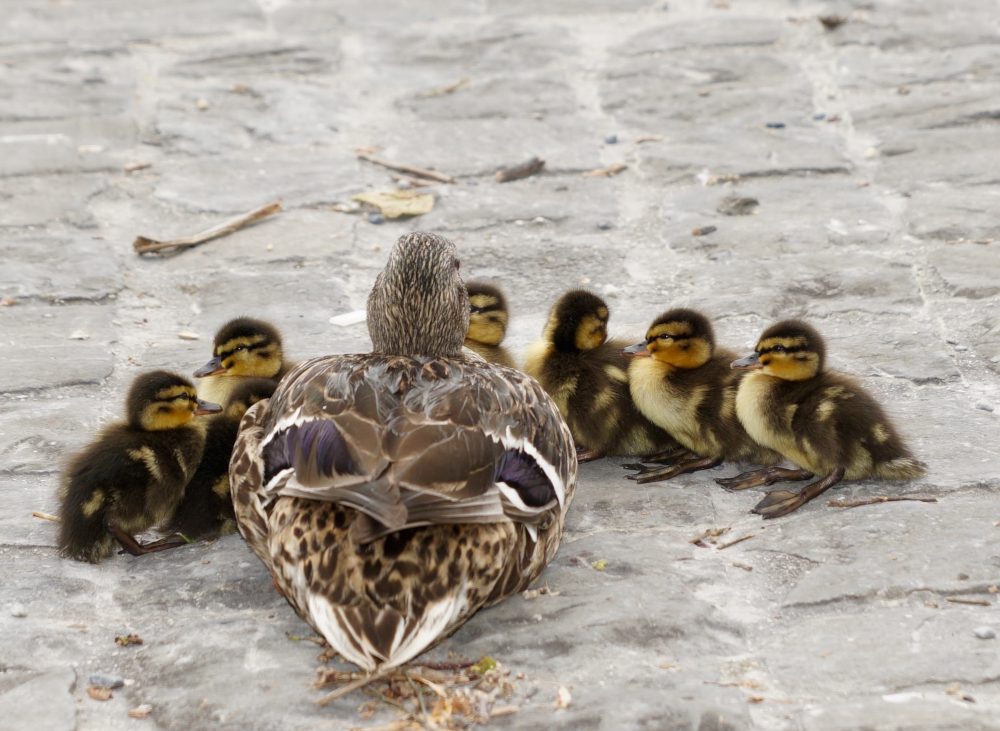 Ente mit Küken (Lizenz: gemeinfrei)